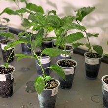 Load image into Gallery viewer, Passiflora edulis passion fruit grown from seeds