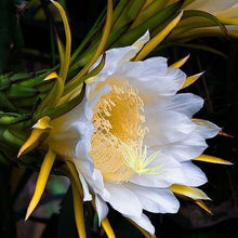 Load image into Gallery viewer, Vietnamese white dragon fruit flower in bloom