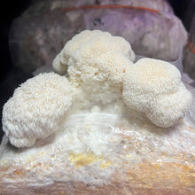 Load image into Gallery viewer, Lion's Mane Mushroom