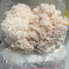 Load image into Gallery viewer, Lion's Mane Mushroom