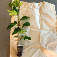 Load image into Gallery viewer, Yellow passion fruit passiflora edulis being packaged for shipment from aggietropicals