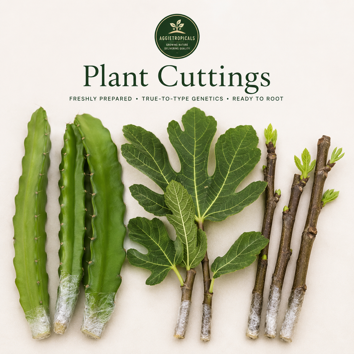 Plant Cuttings