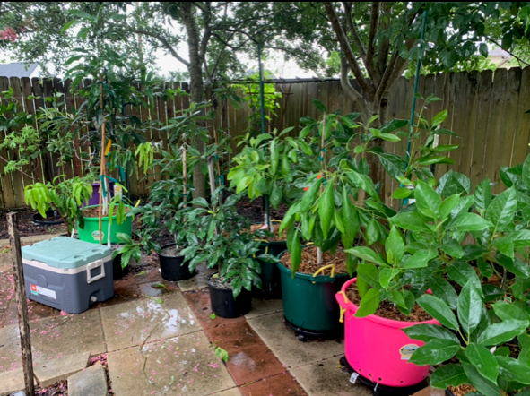 Fruit Plants