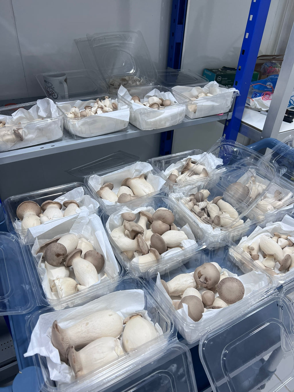 Multiple clear plastic clamshell containers filled with king oyster mushrooms, arranged on blue shelving units.