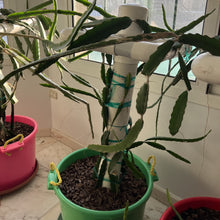 تحميل الصورة في عارض المعرض، Potted plant in a green pot with a window in the background
