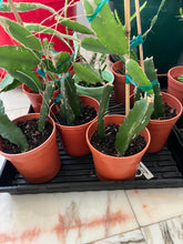 Load image into Gallery viewer, Potted cacti on a tray with a red container in the background
