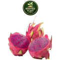 Three American Beauty dragon fruit fruits on a white background, with two cut open to show the bright magenta-pink flesh and dark seeds. A green circular 'Rooted Plant' logo is visible at the top center.