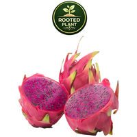 Three American Beauty dragon fruit fruits on a white background, with two cut open to show the bright magenta-pink flesh and dark seeds. A green circular 'Rooted Plant' logo is visible at the top center.