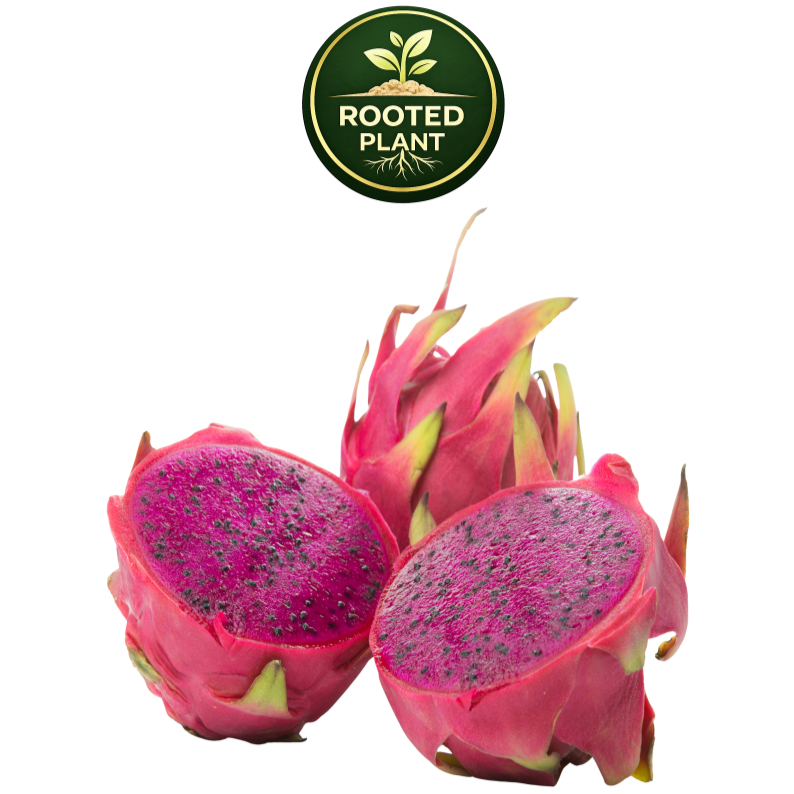 Three American Beauty dragon fruit fruits on a white background, with two cut open to show the bright magenta-pink flesh and dark seeds. A green circular 'Rooted Plant' logo is visible at the top center.