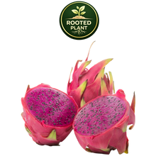 Load image into Gallery viewer, Three American Beauty dragon fruit fruits on a white background, with two cut open to show the bright magenta-pink flesh and dark seeds. A green circular 'Rooted Plant' logo is visible at the top center.

