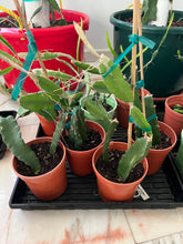 Load image into Gallery viewer, Potted plants on a tray with a white background
