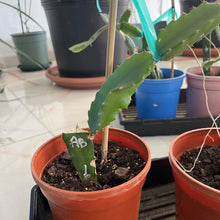 تحميل الصورة في عارض المعرض، American-beauty-rooted-and-growing-in-a-plastic-container
