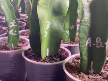 Load image into Gallery viewer, Cacti in pots with labels in a group
