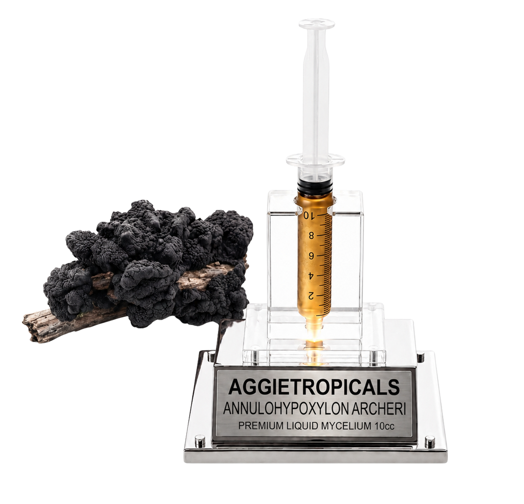 A clear acrylic and glass syringe-style container filled with amber liquid, mounted on a silver base engraved with 'AGGJETROPICALS ANNULOHYPXYLON ARCHERI PREMIUM LIQUID MYCELIUM 10cc'. A black fungal cluster sits to the left on a white background.