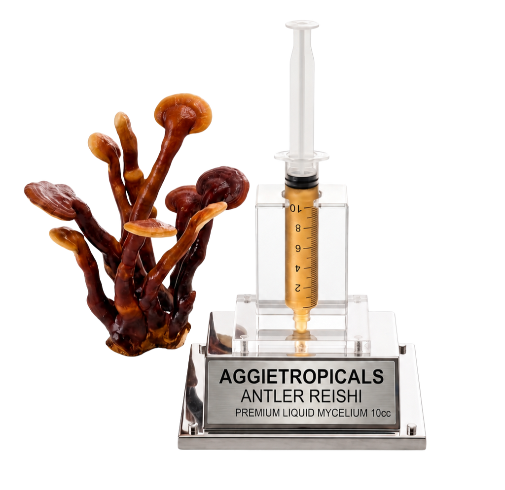 A liquid mycelium antler reishi mushroom starter kit by Aggietropicals, featuring a clear plastic syringe filled with golden liquid, a clear acrylic stand, and a silver metal plaque. A realistic brown antler reishi mushroom cluster is shown next to the kit on a white background.
