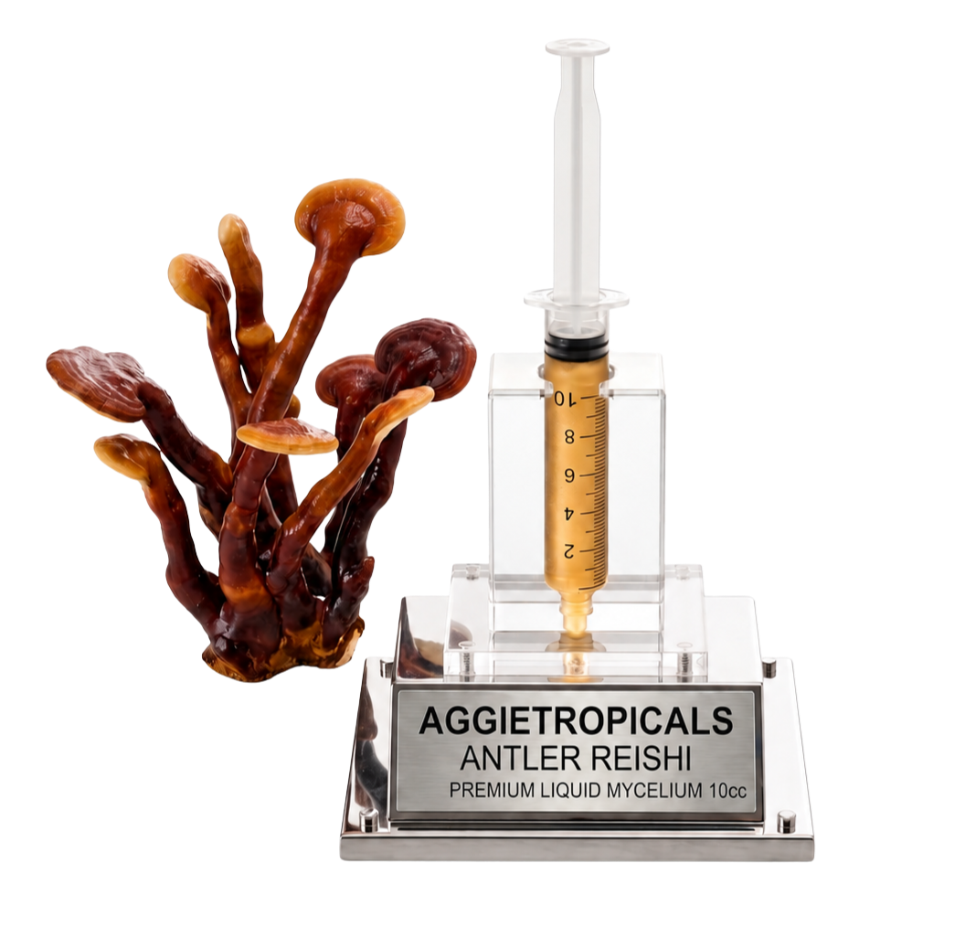 A liquid mycelium antler reishi mushroom starter kit by Aggietropicals, featuring a clear plastic syringe filled with golden liquid, a clear acrylic stand, and a silver metal plaque. A realistic brown antler reishi mushroom cluster is shown next to the kit on a white background.