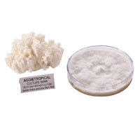 A rounded Bear's Head mushroom formed of white branching spines, beside a round petri dish showing white mycelial growth on agar, labeled "AGGIETROPICAL CULTURE BANK, PETRI DISH MOTHER CULTURE, Species: Hericium americanum", on a white background.