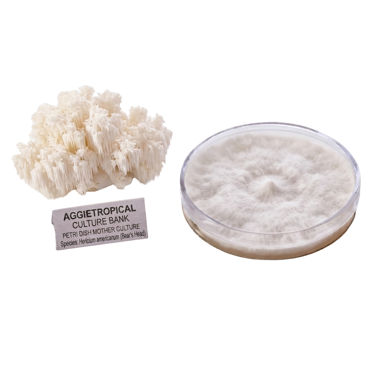 A white coral-shaped honeycomb mushroom culture sample next to a clear petri dish showing a white mycelial mat, with a label reading 'AGGietROPICAL CULTURE BANK'.