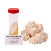 A rounded Bear's Head mushroom formed of white branching spines, beside a clear 50ml centrifuge tube containing a slanted agar culture with white mycelial growth, labeled "AGGIETROPICALS CULTURE BANK, BEAR'S HEAD MUSHROOM SLANT CULTURE, 50ml Centrifuge Tube, Agar: MEA (Malt Extract Agar)", on a white background.
