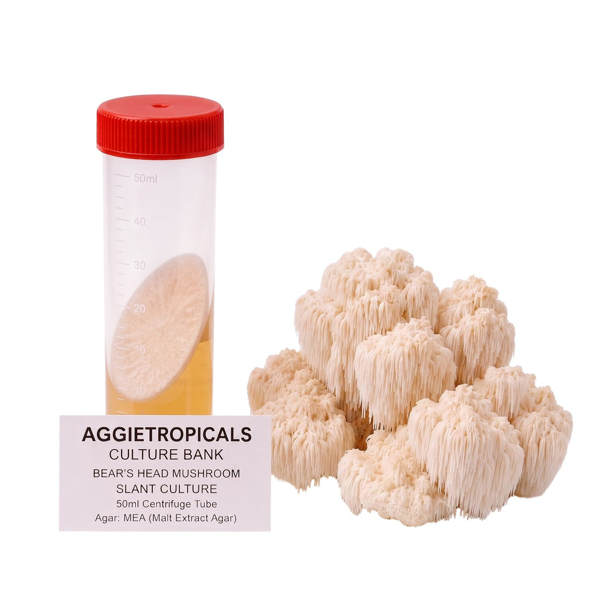 A rounded Bear's Head mushroom formed of white branching spines, beside a clear 50ml centrifuge tube containing a slanted agar culture with white mycelial growth, labeled "AGGIETROPICALS CULTURE BANK, BEAR'S HEAD MUSHROOM SLANT CULTURE, 50ml Centrifuge Tube, Agar: MEA (Malt Extract Agar)", on a white background.