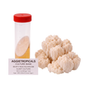 A 50ml culture tube with a red cap containing a beige mushroom sample, shown next to a cluster of beige bear's head mushrooms on a white background. A label reads 'AGGIETROPICALS CULTURE BANK BEAR'S HEAD MUSHROOM SLANT CULTURE 50ml Centrifuge Tube Agar: MEA (Malt Extract Agar)'.