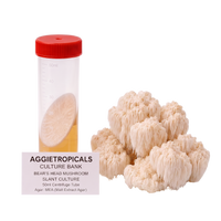 A 50ml culture tube with a red cap containing a beige mushroom sample, shown next to a cluster of beige bear's head mushrooms on a white background. A label reads 'AGGIETROPICALS CULTURE BANK BEAR'S HEAD MUSHROOM SLANT CULTURE 50ml Centrifuge Tube Agar: MEA (Malt Extract Agar)'.