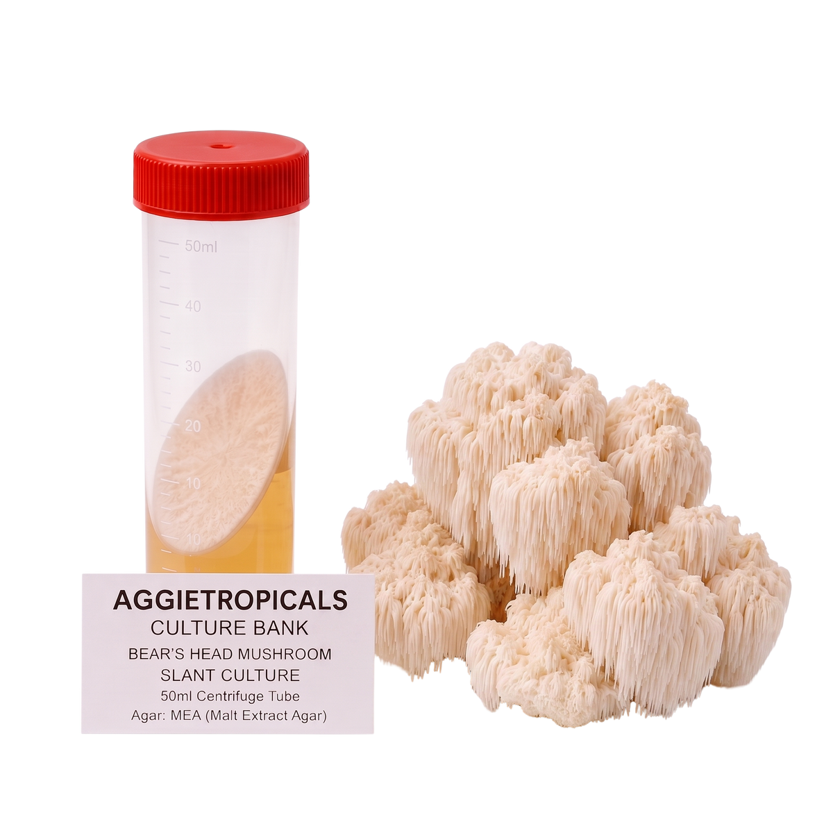A 50ml culture tube with a red cap containing a beige mushroom sample, shown next to a cluster of beige bear's head mushrooms on a white background. A label reads 'AGGIETROPICALS CULTURE BANK BEAR'S HEAD MUSHROOM SLANT CULTURE 50ml Centrifuge Tube Agar: MEA (Malt Extract Agar)'.