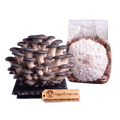 A cluster of mature King Blue Oyster mushrooms next to a clear plastic bag containing the spawn substrate, with a wooden brand tag reading AggieTropicals on a white background.