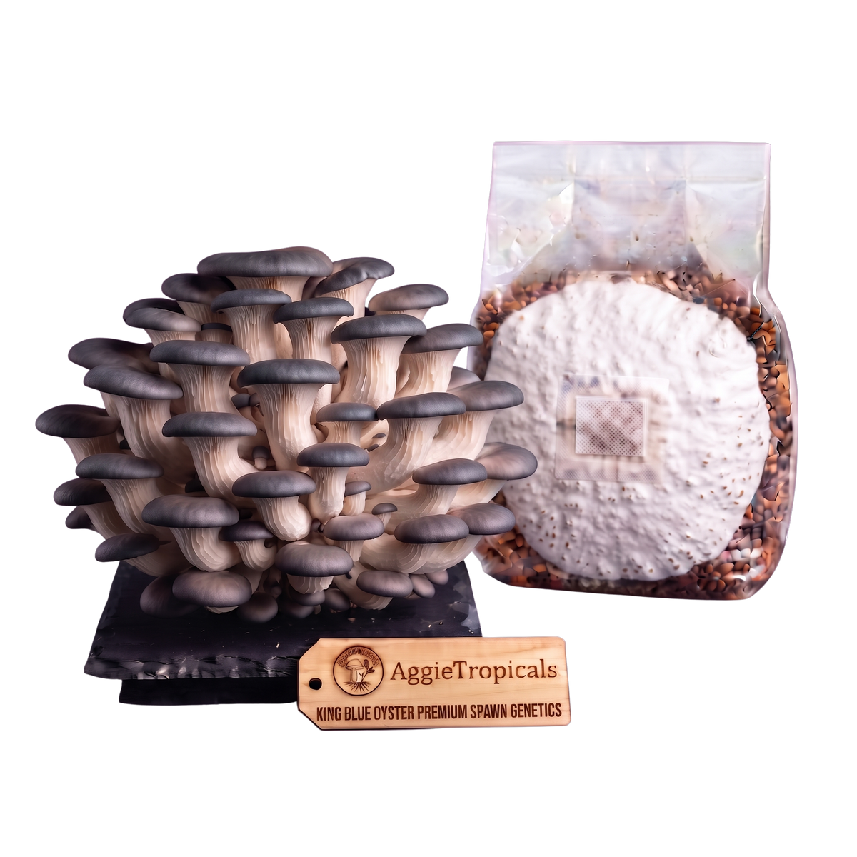 A cluster of mature King Blue Oyster mushrooms next to a clear plastic bag containing the spawn substrate, with a wooden brand tag reading AggieTropicals on a white background.