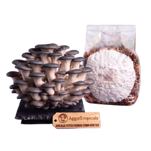 Load image into Gallery viewer, A cluster of mature King Blue Oyster mushrooms next to a clear plastic bag containing the spawn substrate, with a wooden brand tag reading AggieTropicals on a white background.
