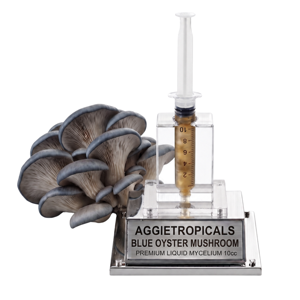 A liquid mycelium oyster mushroom starter kit by Aggietropicals, featuring a cluster of grey-blue oyster mushrooms next to a clear plastic syringe filled with golden liquid, mounted on a clear acrylic stand with a silver metal base plate.