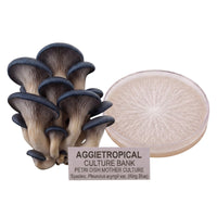 A dense cluster of King Blue Oyster mushrooms with blue-grey fan-shaped caps, beside a round petri dish showing white mycelial growth on agar, labeled "AGGIETROPICAL CULTURE BANK, PETRI DISH MOTHER CULTURE, Species: Pleurotus hybrid", on a white background.