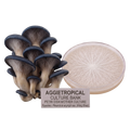A cluster of blue-gray and beige oyster mushrooms next to a round petri dish showing a pale mycelial culture, with a label reading 'AGGIETROPICAL CULTURE BANK PETRI DISH MOTHER CULTURE' on a white background.