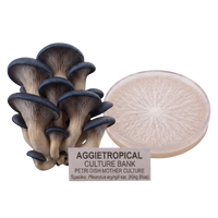 A cluster of blue-gray and beige oyster mushrooms next to a round petri dish showing a pale mycelial culture, with a label reading 'AGGIETROPICAL CULTURE BANK PETRI DISH MOTHER CULTURE' on a white background.