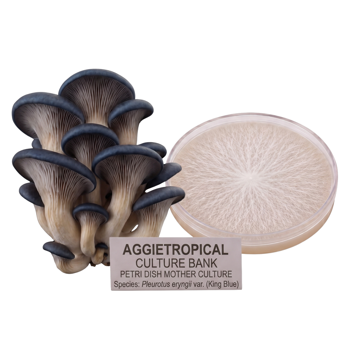 A cluster of blue-gray and beige oyster mushrooms next to a round petri dish showing a pale mycelial culture, with a label reading 'AGGIETROPICAL CULTURE BANK PETRI DISH MOTHER CULTURE' on a white background.