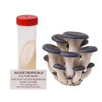 A dense cluster of King Blue Oyster mushrooms with blue-grey fan-shaped caps, beside a clear 50ml centrifuge tube containing a slanted agar culture with white mycelial growth, labeled "AGGIETROPICALS CULTURE BANK, KING BLUE OYSTER MUSHROOM SLANT CULTURE, 50ml Centrifuge Tube, Agar: MEA (Malt Extract Agar)", on a white background.