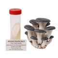 A cluster of king blue oyster mushrooms next to a clear 50ml centrifuge tube with a red lid and a label reading Aggietropicals Culture Bank King Blue Oyster Mushroom Slant Culture, on a white background.