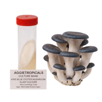 A cluster of king blue oyster mushrooms next to a clear 50ml centrifuge tube with a red lid and a label reading Aggietropicals Culture Bank King Blue Oyster Mushroom Slant Culture, on a white background.