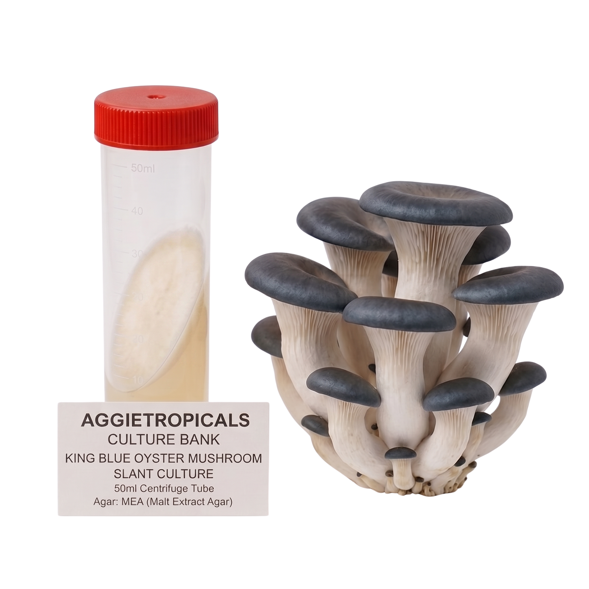 A cluster of king blue oyster mushrooms next to a clear 50ml centrifuge tube with a red lid and a label reading Aggietropicals Culture Bank King Blue Oyster Mushroom Slant Culture, on a white background.