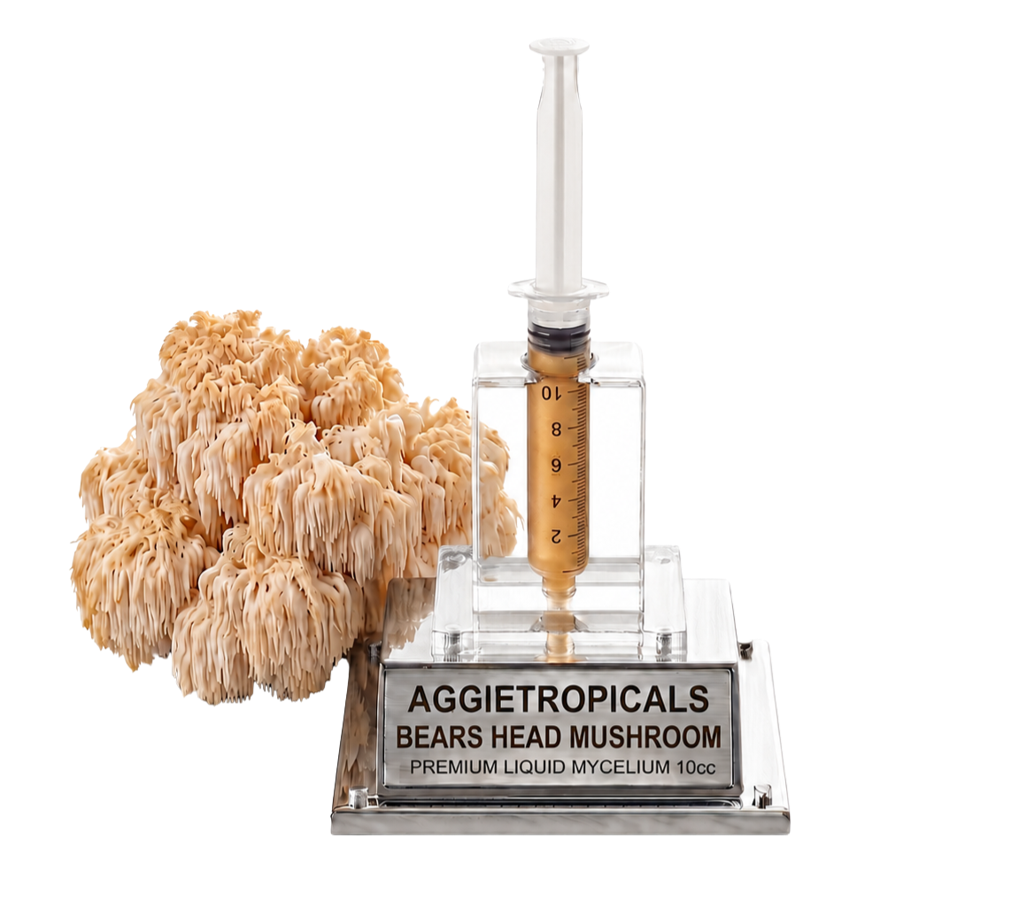 A bottle-shaped specimen display for Aggietropicals Bears Head Mushroom, featuring a clear plastic syringe filled with golden-brown liquid mounted on a clear acrylic stand with a silver base plate, next to a beige honeycomb-like mushroom cluster on a white background.