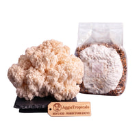 A rounded Bear's Head mushroom formed of white branching spines on a dark slate board, beside a clear plastic bag of grain spawn colonized with white mycelium, with a wooden tag reading "AggieTropicals, BEAR'S HEAD - Premium Spawn Genetics", on a white background.