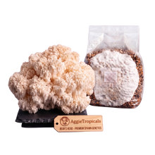 Load image into Gallery viewer, A cluster of beige lion's mane mushrooms next to a clear plastic bag containing a white spore print over brown substrate, with a wooden Aggie's Tropicals brand tag in front on a white background.
