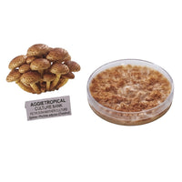 A dense cluster of Chestnut mushrooms with small golden-brown caps, beside a round petri dish showing white mycelial growth on agar, labeled "AGGIETROPICAL CULTURE BANK, PETRI DISH MOTHER CULTURE, Species: Pholiota adiposa", on a white background.