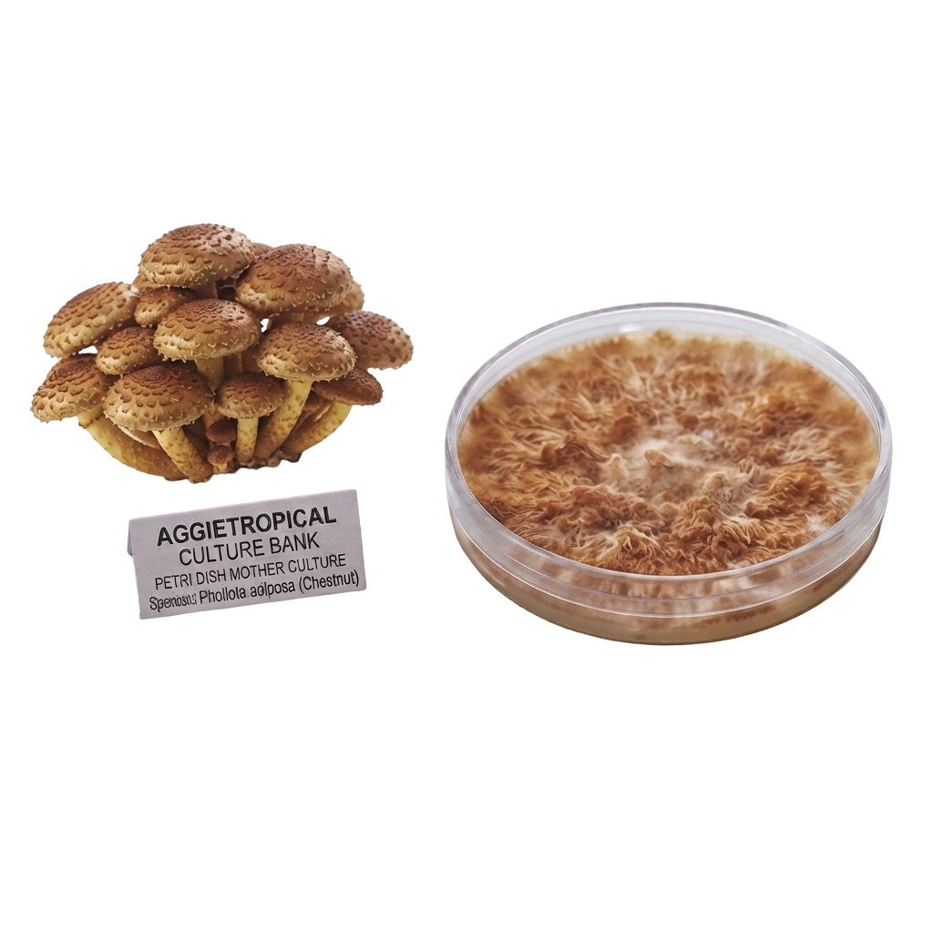 A dense cluster of Chestnut mushrooms with small golden-brown caps, beside a round petri dish showing white mycelial growth on agar, labeled "AGGIETROPICAL CULTURE BANK, PETRI DISH MOTHER CULTURE, Species: Pholiota adiposa", on a white background.