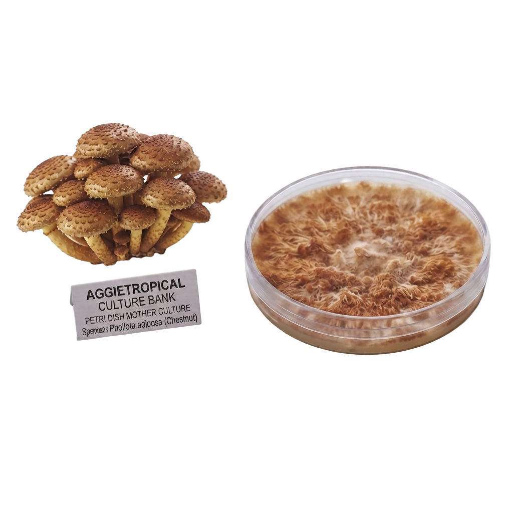 Chestnut mushtoom mother culture picture next to a fruiting chestnut mushroom