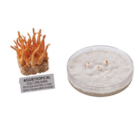 A cluster of Cordyceps militaris mushrooms with orange, finger-like fruiting bodies, beside a round petri dish showing white mycelial growth on agar, labeled "AGGIETROPICAL CULTURE BANK, PETRI DISH MOTHER CULTURE, Species: Cordyceps militaris", on a white background.