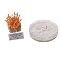 A specimen of orange funnel-shaped coral (Cyathula milleri) on a rock base with a label reading 'AGGJETROPICAL CULTURE BANK', shown next to a clear petri dish containing white mycelium and small orange coral fragments, on a plain white background.