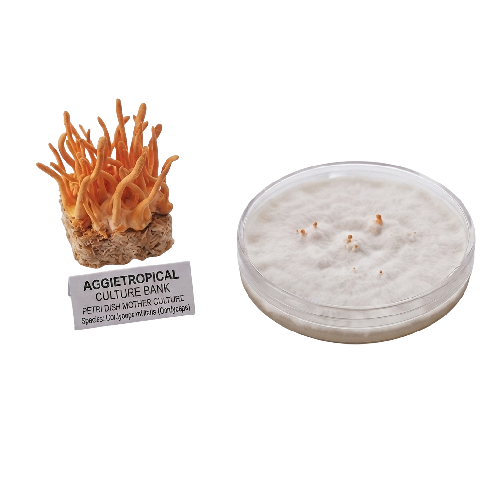 A specimen of orange funnel-shaped coral (Cyathula milleri) on a rock base with a label reading 'AGGJETROPICAL CULTURE BANK', shown next to a clear petri dish containing white mycelium and small orange coral fragments, on a plain white background.
