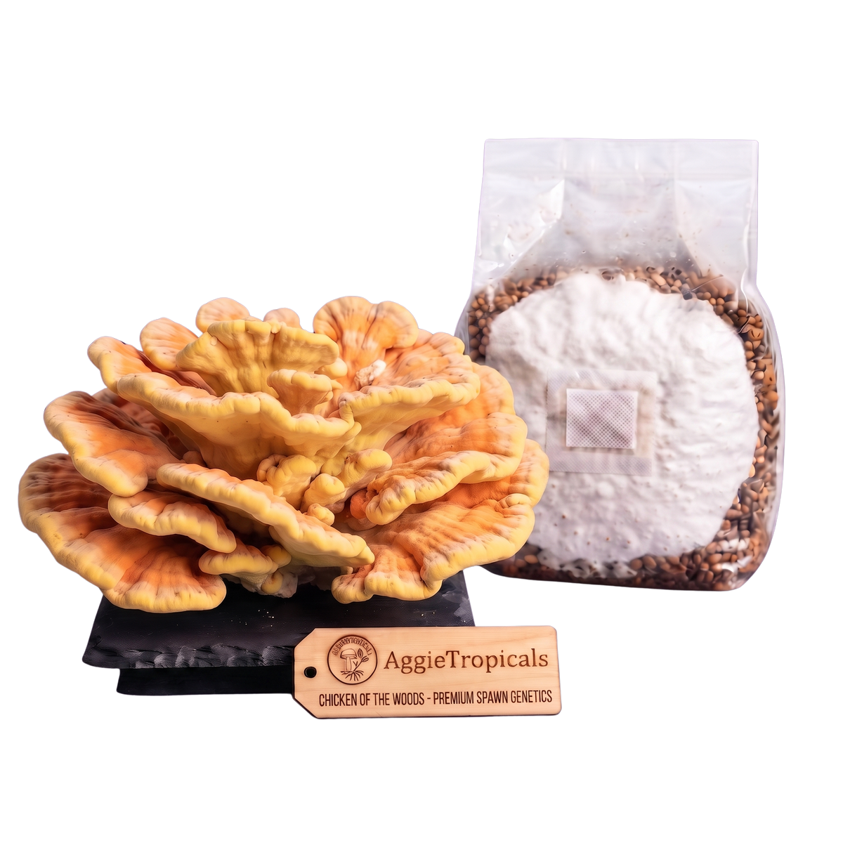Chicken of the woods sterilized grain spawn bag