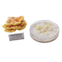 A product display showing a cluster of orange-brown Aggretropical mushroom fruiting bodies next to a small label, and a clear round petri dish containing white and pale yellow mycelium of chicken of the woods on a white background.